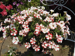 Petunia × atkinsiana