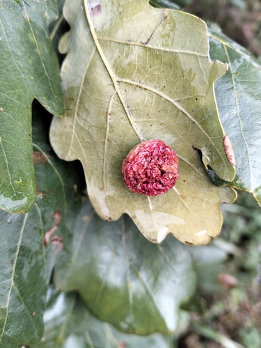 Cherry Gall Wasp