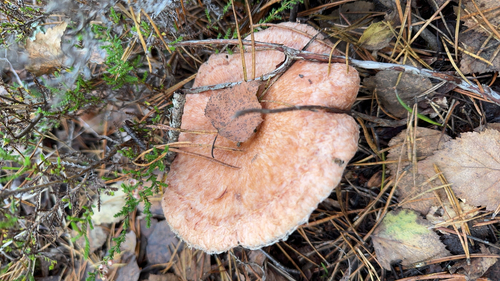 Lactarius torminosus — no rights reserved