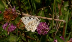 Melanargia arge