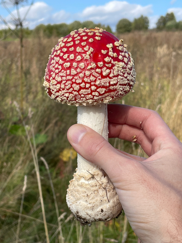 Fly Agaric
