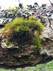 Syntrichia latifolia