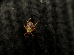 Dermacentor variabilis