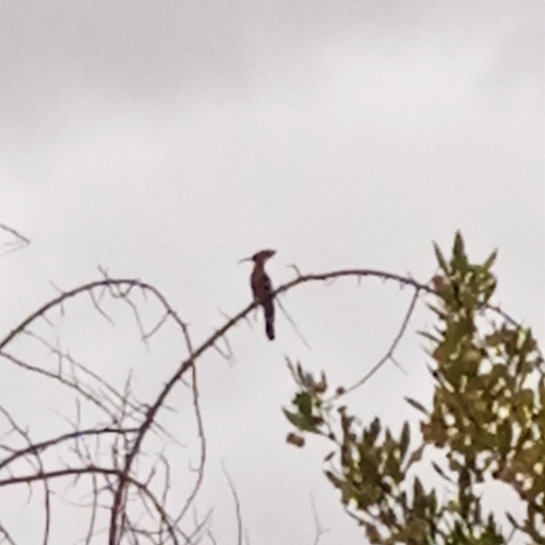 Common Hoopoe