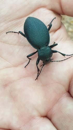 Leather Beetle