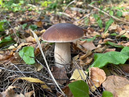 King Bolete
