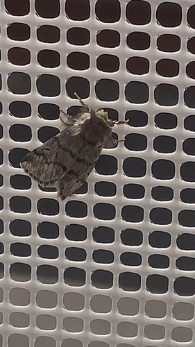 Pine Processionary-moth