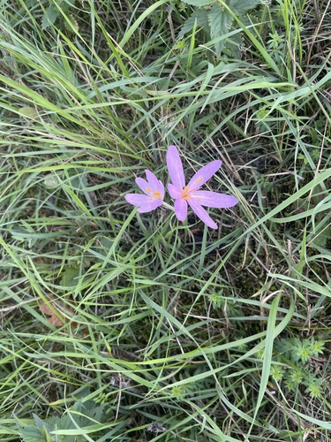 Autumn Crocus