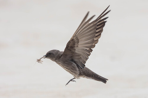 iNaturalist image