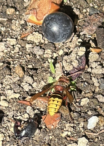 European Hornet