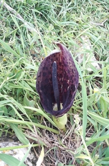 Arum dioscoridis