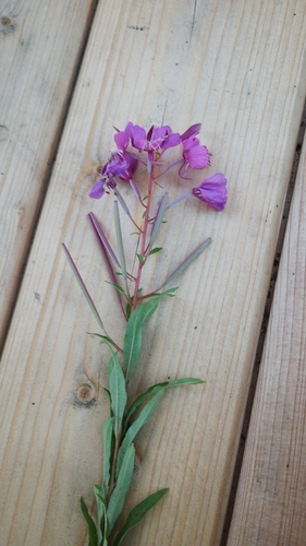 fireweed