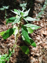 (c) Vladimír Nemček, some rights reserved (CC BY) Parietaria officinalis, photograph (c) Vladimír Nemček, some rights reserved (CC BY)