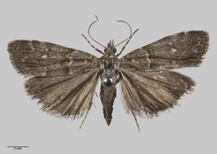 Scoparia sylvestris