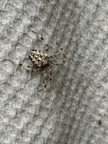 Cross Orbweaver