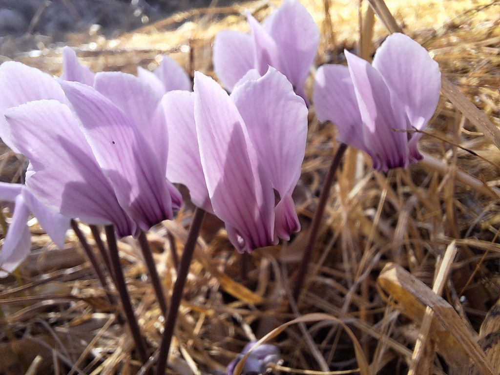 Cyclamen graecum; photograph (c) thymios, some rights reserved (CC BY-SA)