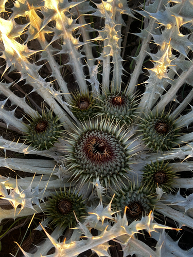 Onopordum acaulon, photograph 4