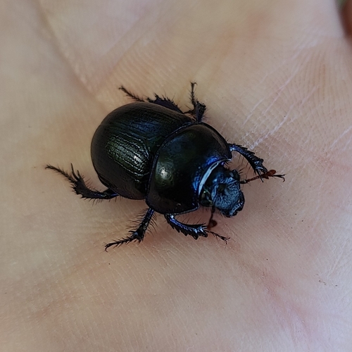 Woodland Dor Beetle
