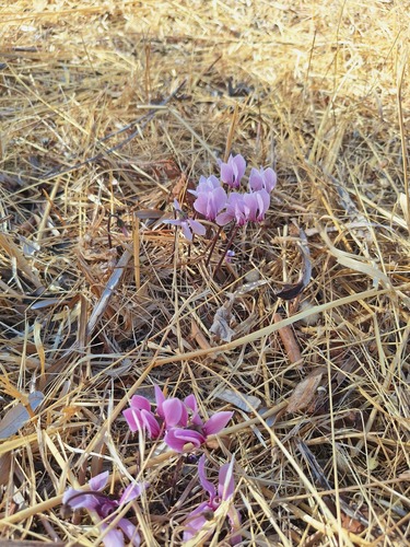 Cyclamen graecum, photograph 1