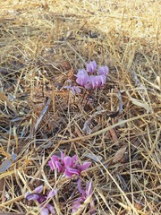 Cyclamen graecum