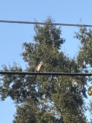 Northern Mockingbird