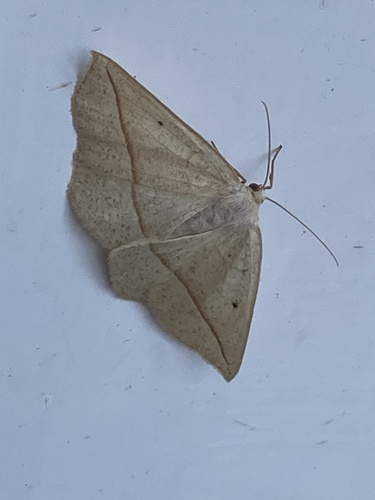 Confused Eusarca Moth