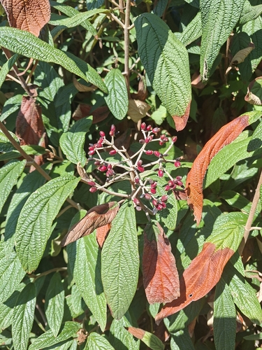 Leatherleaf viburnum