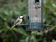Parus major