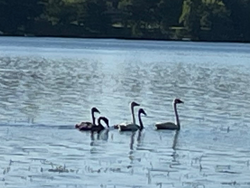 Trumpeter Swan
