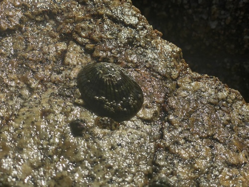 Cellana nigrolineata observed 2026-09-19