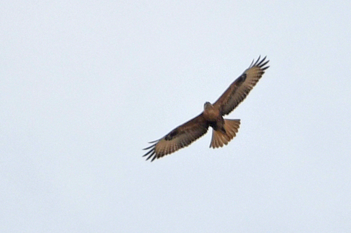 Atlas Long-legged Buzzard