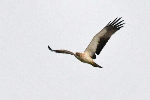 Booted Eagle