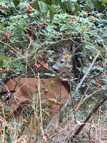 Western Roe Deer