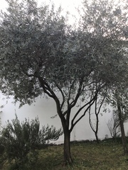 Olea europaea