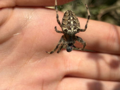 Cross Orbweaver
