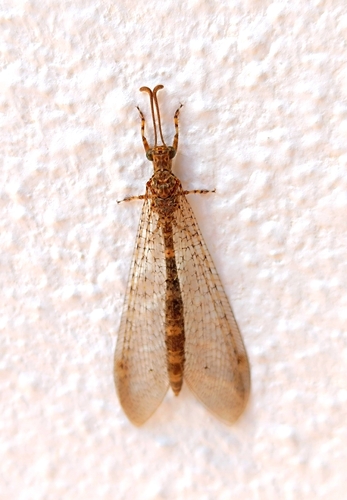 Distoleon annulatus