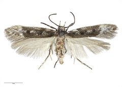 Kiwaia caerulaea