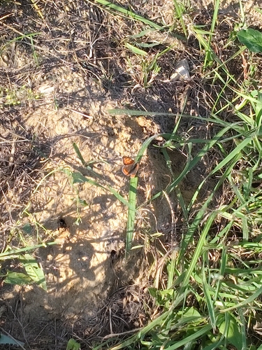 Small Copper