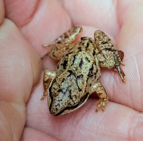 Wood Frog
