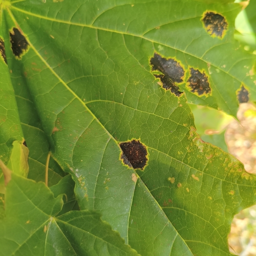 Black Tar Spot