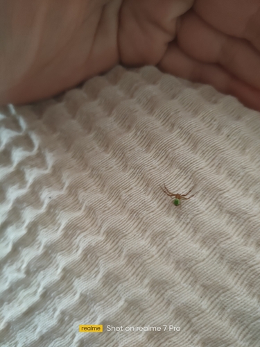 Triangle Crab Spider