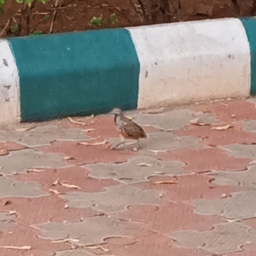 Barred Buttonquail