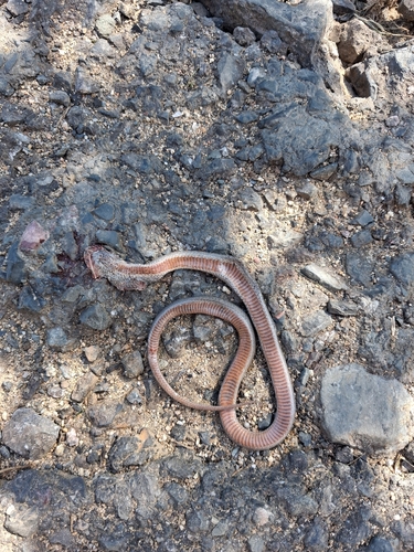 Smooth Snake