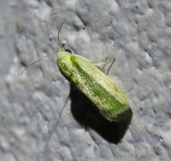 Earias vittella