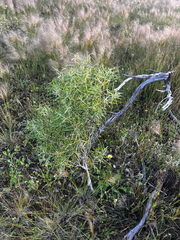 (c) Alex Stuart, some rights reserved (CC BY) Pittosporum angustifolium, photograph (c) Alex Stuart, some rights reserved (CC BY)