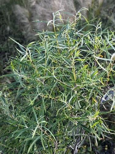 Pittosporum angustifolium