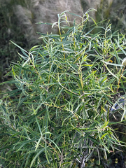 Pittosporum angustifolium
