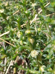 Salsola kali, photograph (c) Flavien Saboureau, some rights reserved (CC BY)