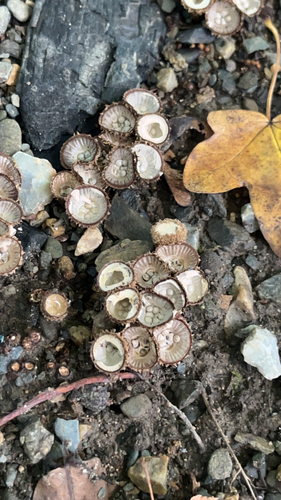 fluted bird's nest fungus