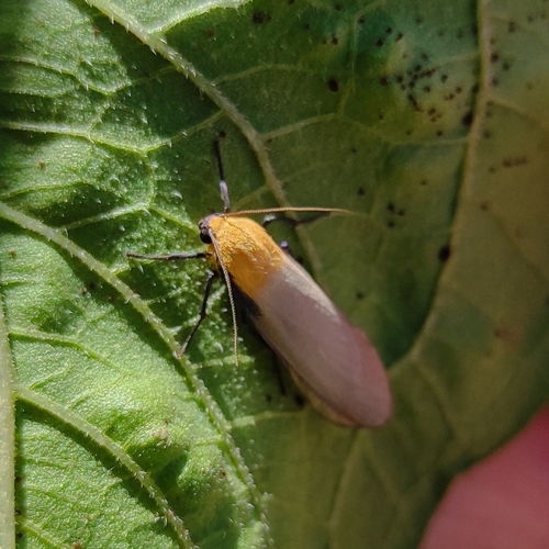 Four-spotted Footman